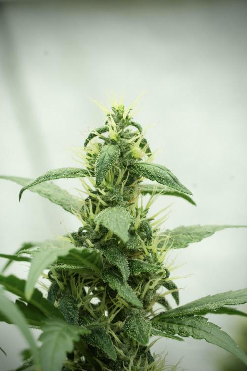 LSD Zamnesia Trippping. Week 11 - LSD 12-12 FROM SEED, NO VEG