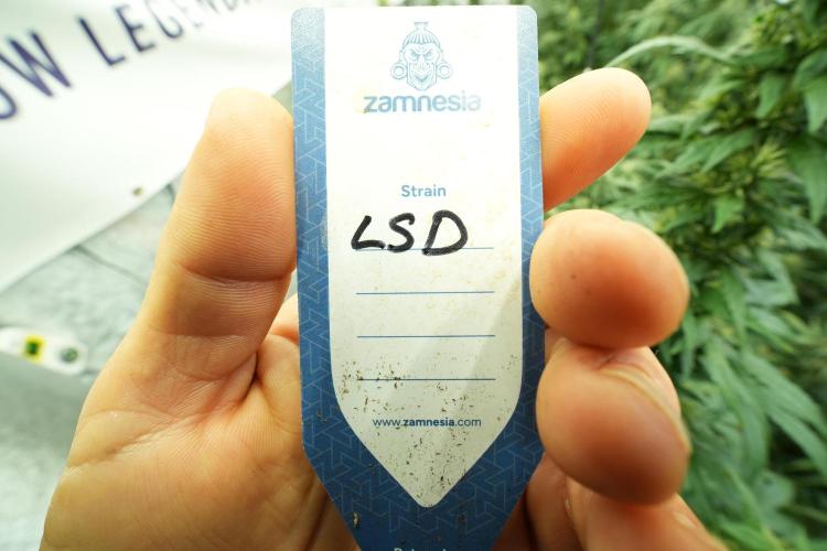 LSD Zamnesia Trippping. Week 11 - LSD 12-12 FROM SEED, NO VEG