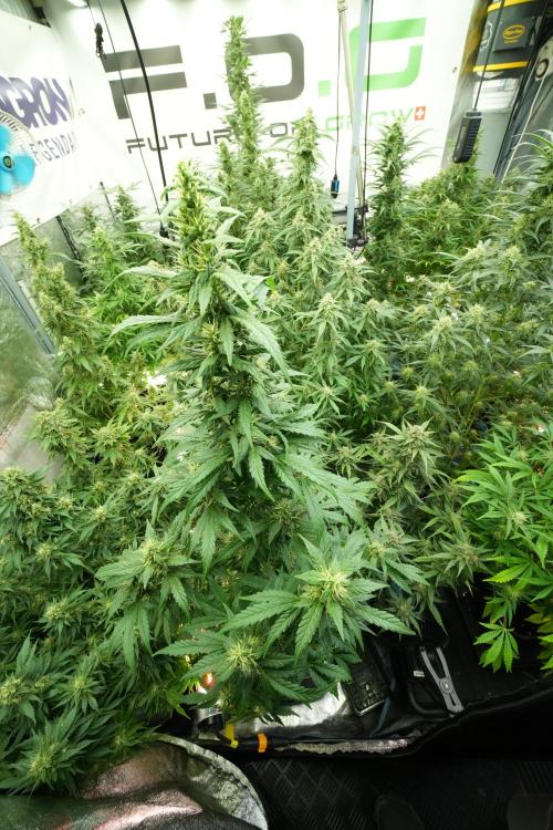 LSD Zamnesia Trippping. Week 11 - LSD 12-12 FROM SEED, NO VEG