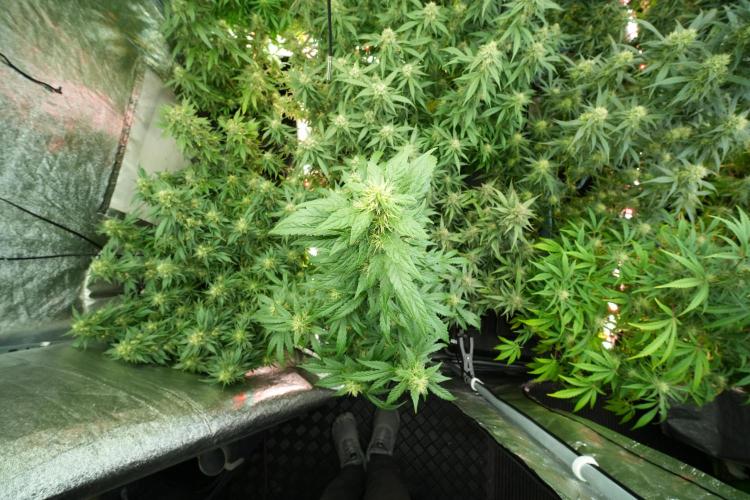 LSD Zamnesia Trippping. Week 11 - LSD 12-12 FROM SEED, NO VEG