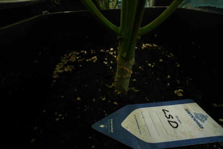 LSD Zamnesia Trippping. Week 11 - LSD 12-12 FROM SEED, NO VEG