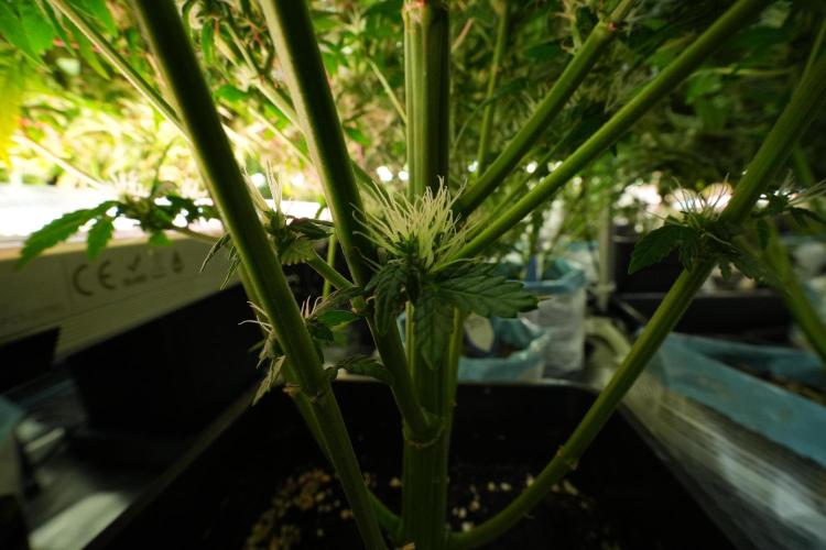 LSD Zamnesia Trippping. Week 11 - LSD 12-12 FROM SEED, NO VEG