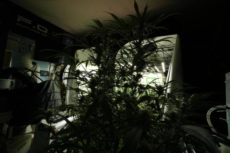 LSD Zamnesia Trippping. Week 11 - Room and Vibes 