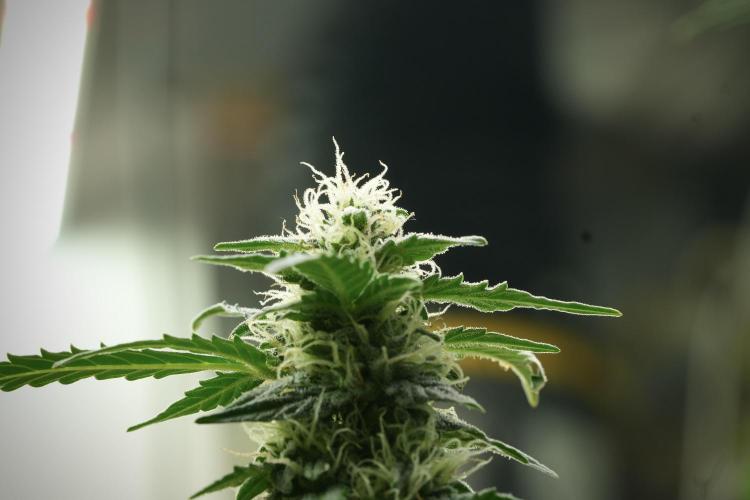 Lemon Cherry Gelato YumYum. Week 11 - Lemon Cherry Gelato No Veg
