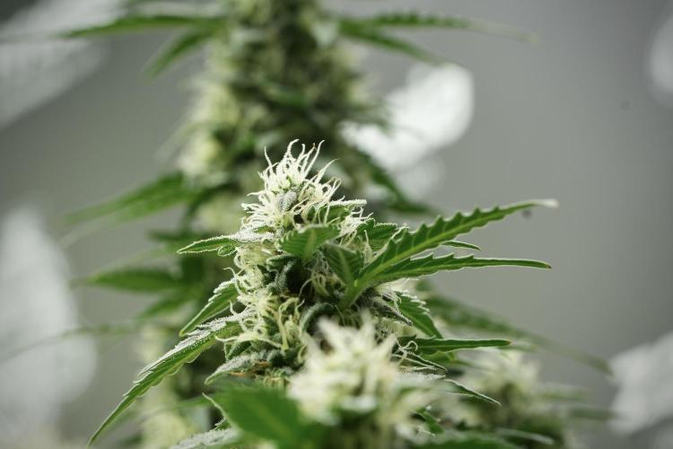 Lemon Cherry Gelato YumYum. Week 11 - Lemon Cherry Gelato No Veg