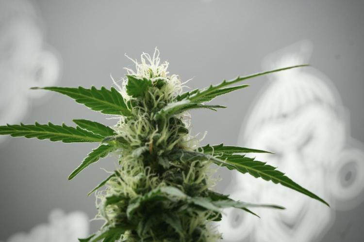 Lemon Cherry Gelato YumYum. Week 11 - Lemon Cherry Gelato No Veg
