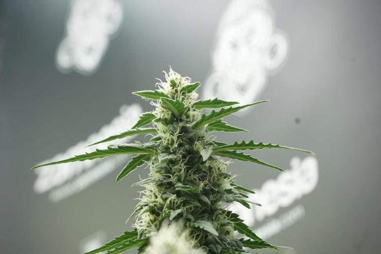 Lemon Cherry Gelato YumYum. Week 11 - Lemon Cherry Gelato No Veg