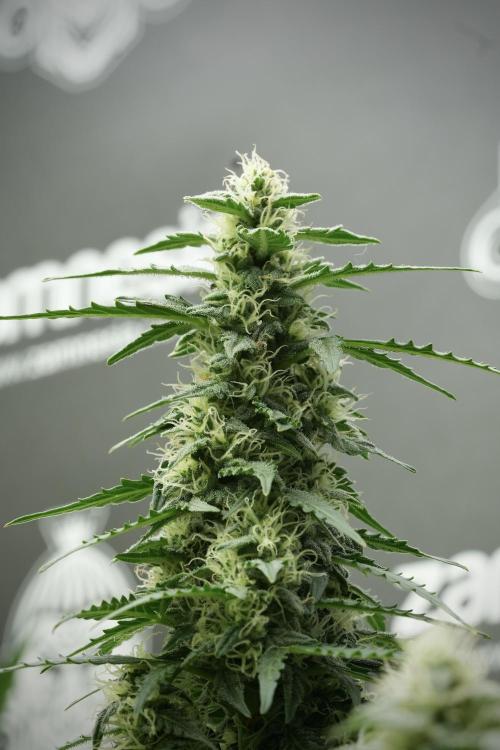 Lemon Cherry Gelato YumYum. Week 11 - Lemon Cherry Gelato No Veg