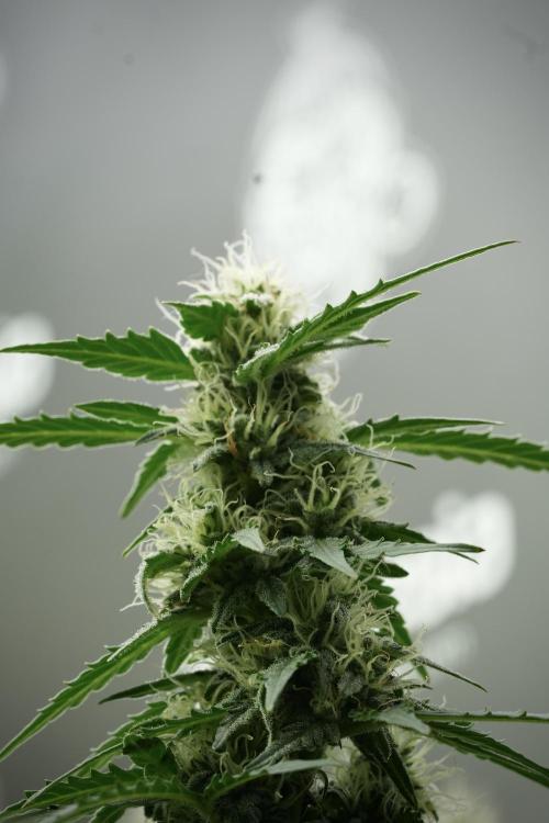 Lemon Cherry Gelato YumYum. Week 11 - Lemon Cherry Gelato No Veg