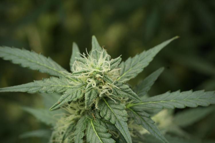 Lemon Cherry Gelato YumYum. Week 11 - Lemon Cherry Gelato No Veg