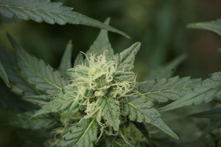 Lemon Cherry Gelato YumYum. Week 11 - Lemon Cherry Gelato No Veg