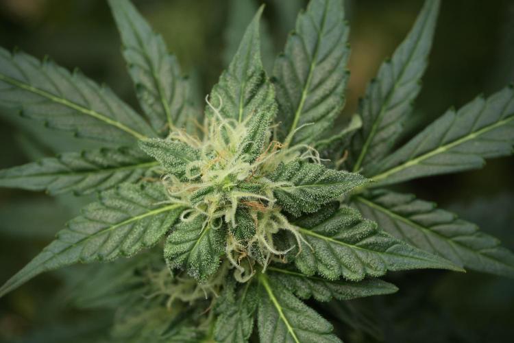 Lemon Cherry Gelato YumYum. Week 11 - Lemon Cherry Gelato No Veg