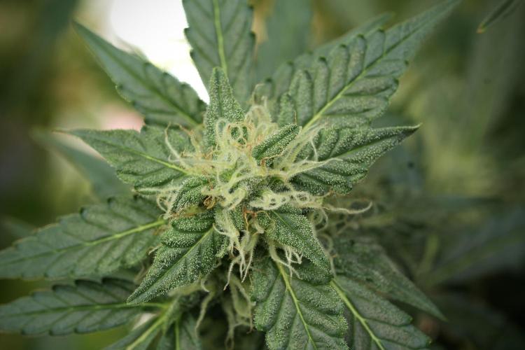 Lemon Cherry Gelato YumYum. Week 11 - Lemon Cherry Gelato No Veg