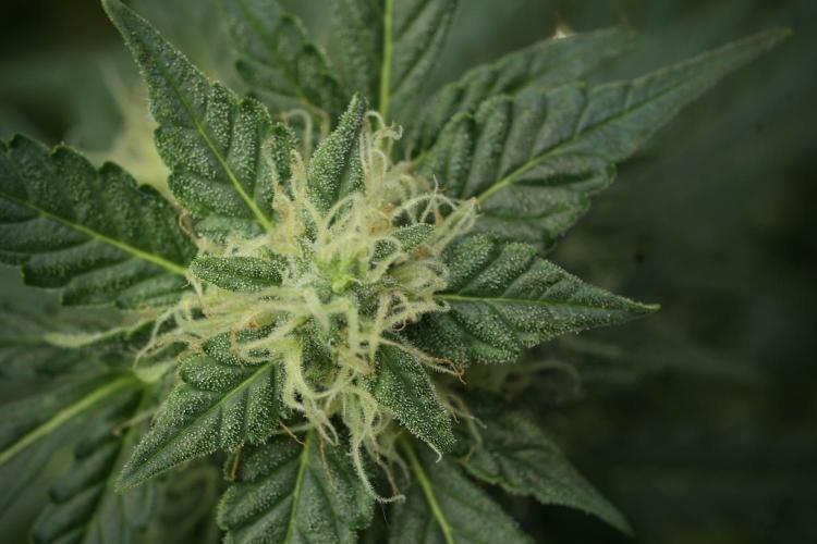 Lemon Cherry Gelato YumYum. Week 11 - Lemon Cherry Gelato No Veg