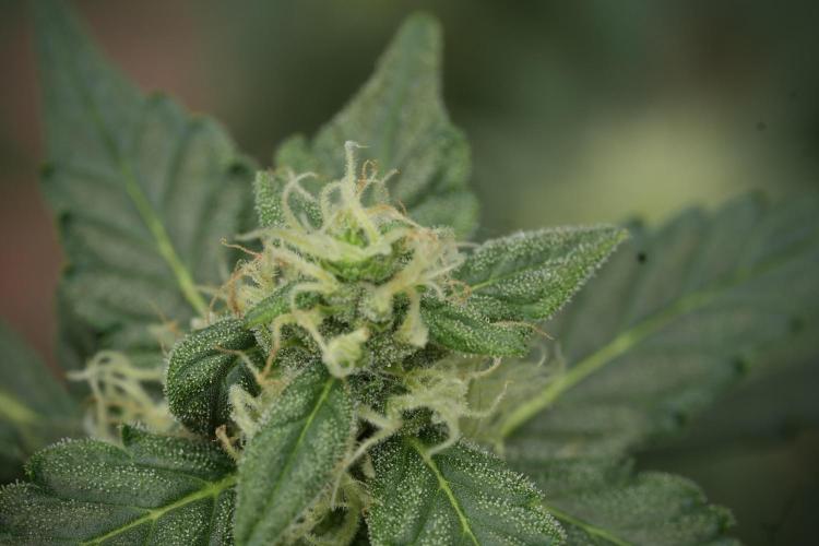 Lemon Cherry Gelato YumYum. Week 11 - Lemon Cherry Gelato No Veg