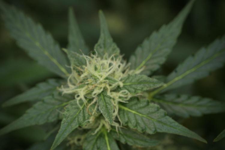 Lemon Cherry Gelato YumYum. Week 11 - Lemon Cherry Gelato No Veg