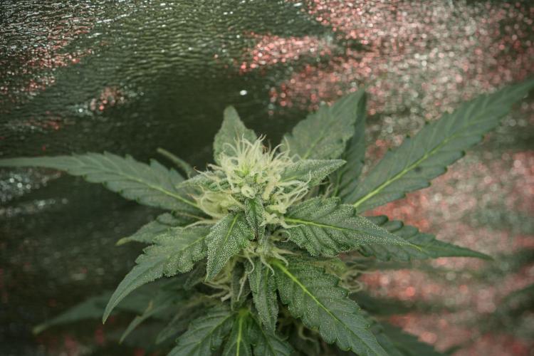 Lemon Cherry Gelato YumYum. Week 11 - Lemon Cherry Gelato No Veg