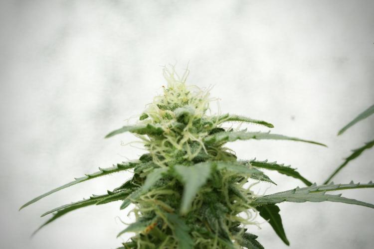 Lemon Cherry Gelato YumYum. Week 11 - Lemon Cherry Gelato No Veg