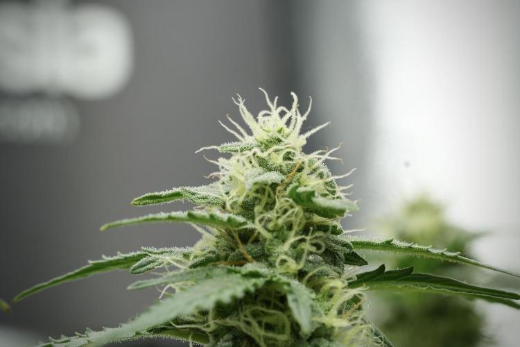 Lemon Cherry Gelato YumYum. Week 11 - Lemon Cherry Gelato No Veg