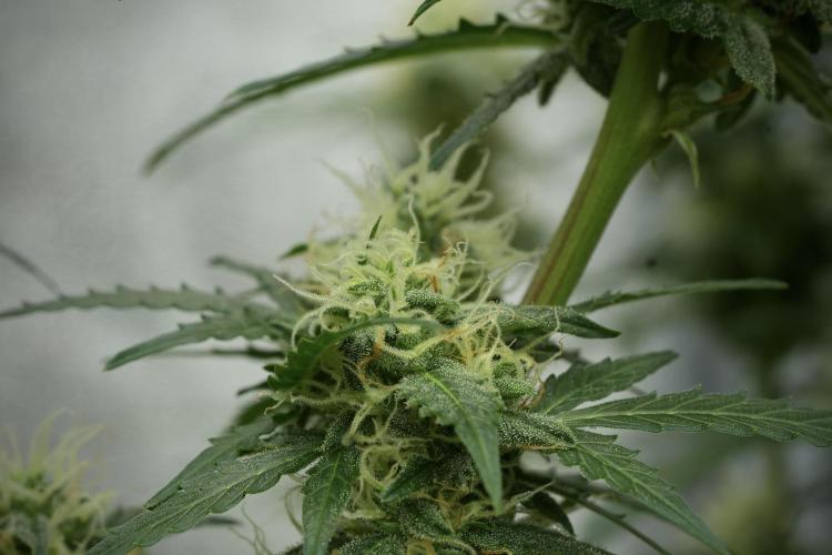 Lemon Cherry Gelato YumYum. Week 11 - Lemon Cherry Gelato No Veg