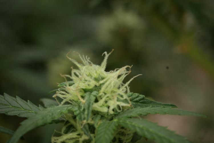 Lemon Cherry Gelato YumYum. Week 11 - Lemon Cherry Gelato No Veg