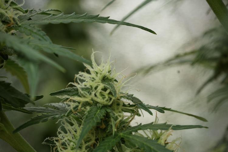 Lemon Cherry Gelato YumYum. Week 11 - Lemon Cherry Gelato No Veg