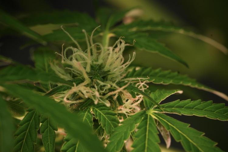 Lemon Cherry Gelato YumYum. Week 11 - Lemon Cherry Gelato No Veg