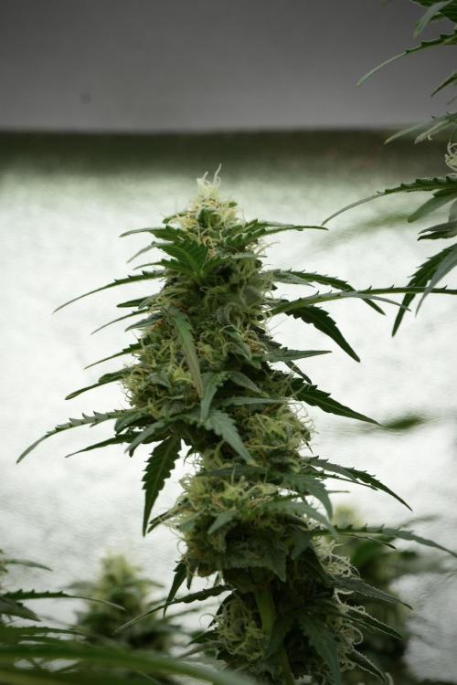 Lemon Cherry Gelato YumYum. Week 11 - Lemon Cherry Gelato No Veg
