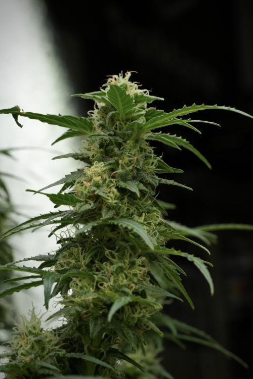 Lemon Cherry Gelato YumYum. Week 11 - Lemon Cherry Gelato No Veg