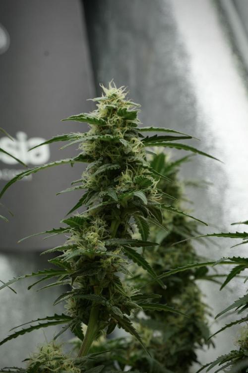 Lemon Cherry Gelato YumYum. Week 11 - Lemon Cherry Gelato No Veg