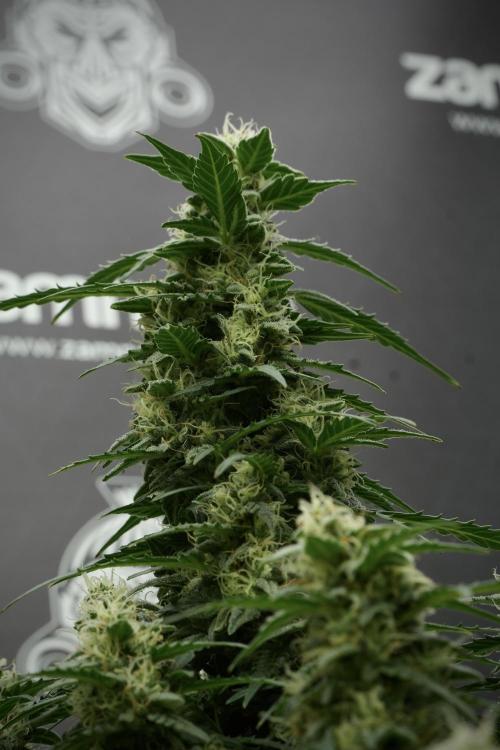 Lemon Cherry Gelato YumYum. Week 11 - Lemon Cherry Gelato No Veg