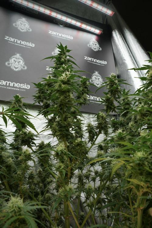 Lemon Cherry Gelato YumYum. Week 11 - Lemon Cherry Gelato No Veg
