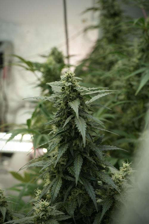 Lemon Cherry Gelato YumYum. Week 11 - Lemon Cherry Gelato No Veg