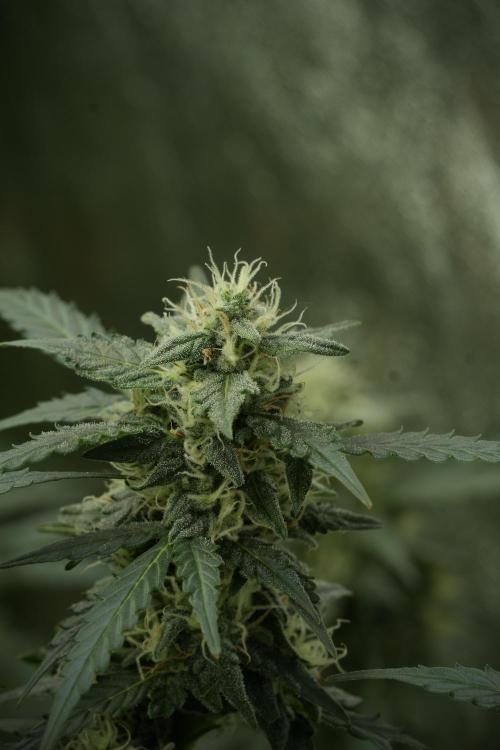 Lemon Cherry Gelato YumYum. Week 11 - Lemon Cherry Gelato No Veg