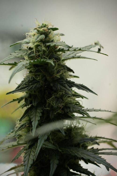 Lemon Cherry Gelato YumYum. Week 11 - Lemon Cherry Gelato No Veg