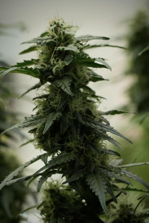 Lemon Cherry Gelato YumYum. Week 11 - Lemon Cherry Gelato No Veg