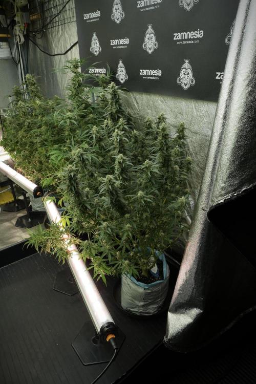 Lemon Cherry Gelato YumYum. Week 11 - Lemon Cherry Gelato No Veg