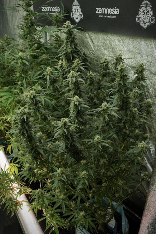 Lemon Cherry Gelato YumYum. Week 11 - Lemon Cherry Gelato No Veg