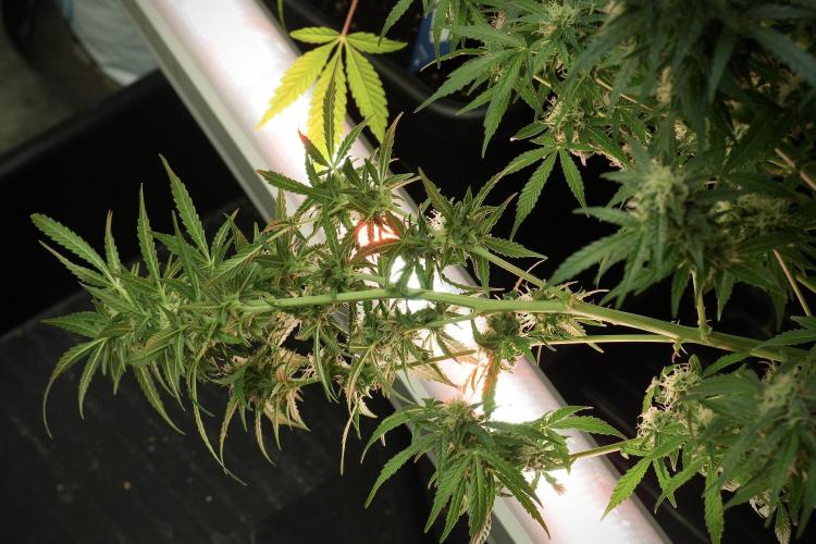 Lemon Cherry Gelato YumYum. Week 11 - Lemon Cherry Gelato No Veg