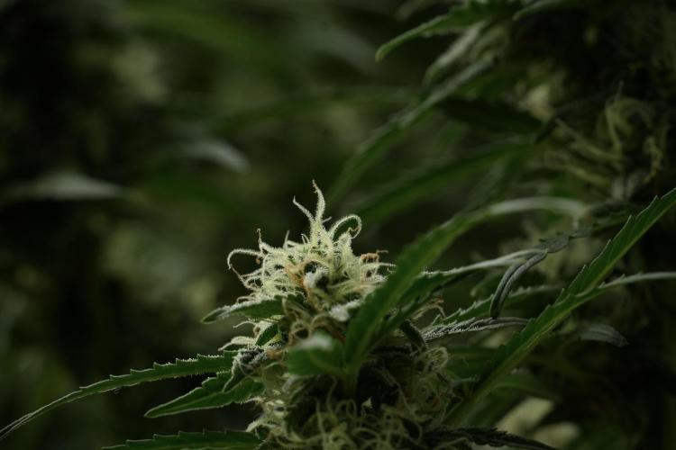 Lemon Cherry Gelato YumYum. Week 11 - Lemon Cherry Gelato No Veg