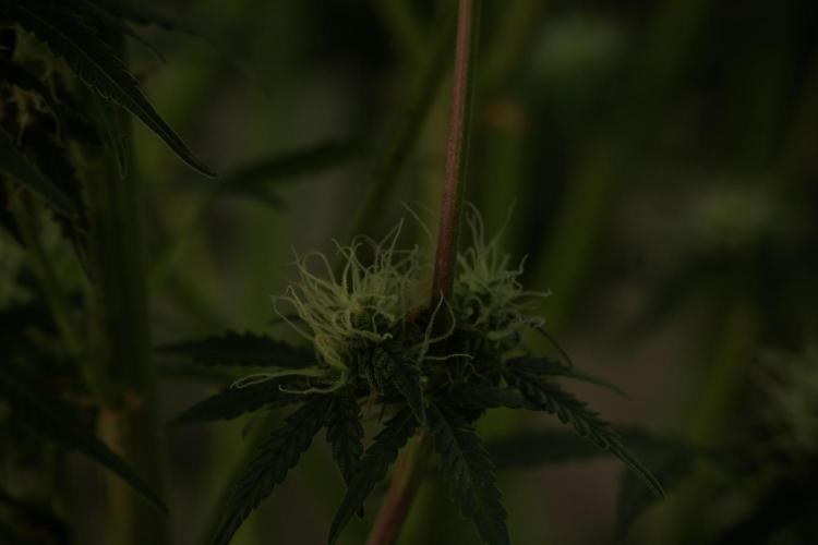 Lemon Cherry Gelato YumYum. Week 11 - Lemon Cherry Gelato No Veg