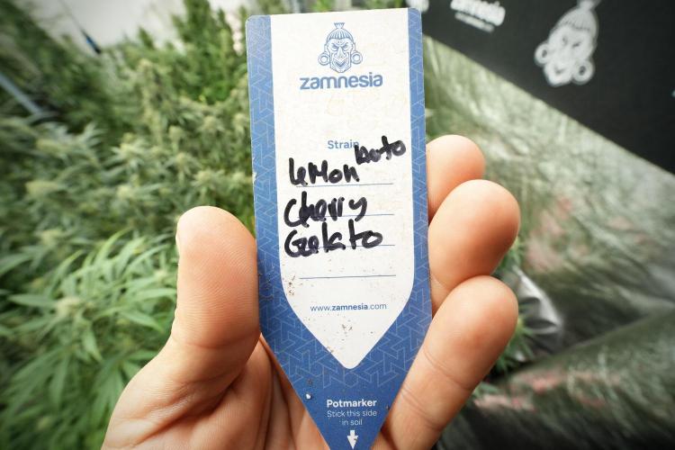 Lemon Cherry Gelato YumYum. Week 11 - Lemon Cherry Gelato No Veg