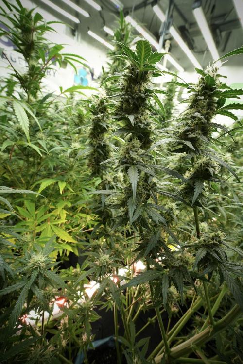Lemon Cherry Gelato YumYum. Week 11 - Lemon Cherry Gelato No Veg
