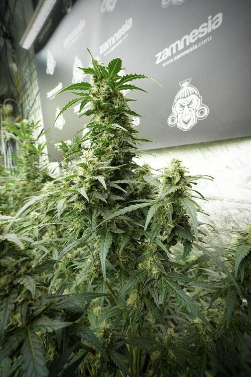 Lemon Cherry Gelato YumYum. Week 11 - Lemon Cherry Gelato No Veg