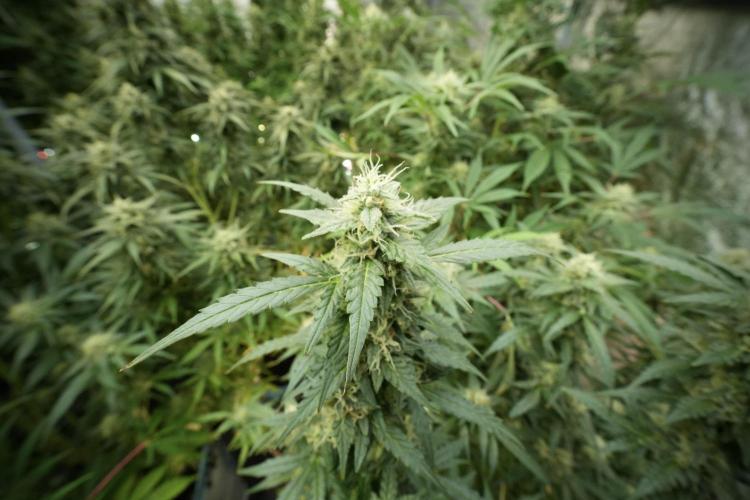 Lemon Cherry Gelato YumYum. Week 11 - Lemon Cherry Gelato No Veg