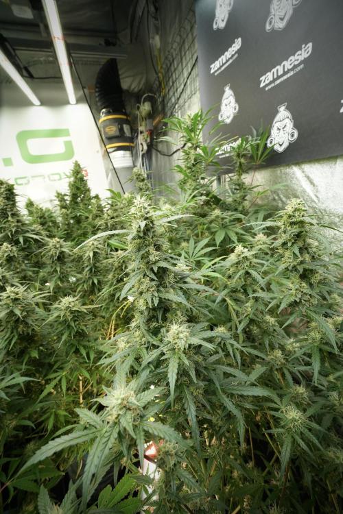 Lemon Cherry Gelato YumYum. Week 11 - Lemon Cherry Gelato No Veg