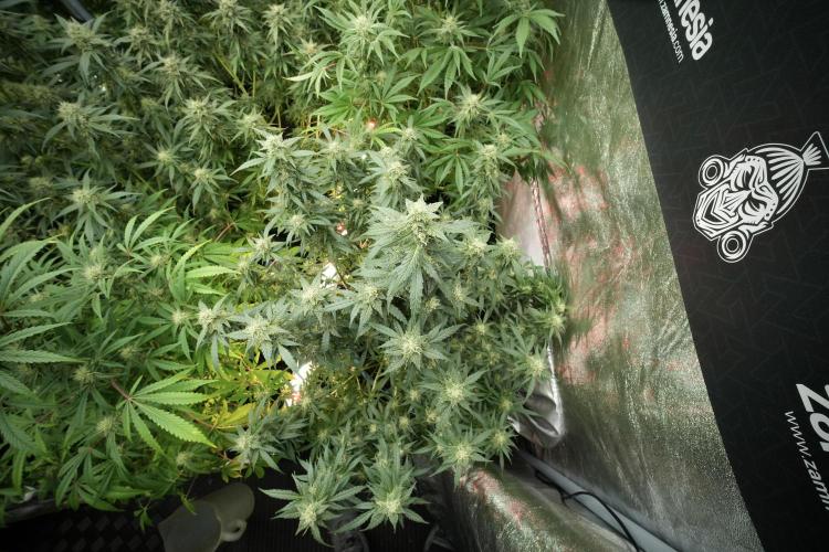 Lemon Cherry Gelato YumYum. Week 11 - Lemon Cherry Gelato No Veg