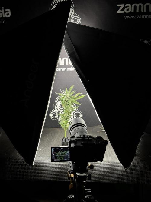 Lemon Cherry Gelato YumYum. Week 11 - Room And Vibes 