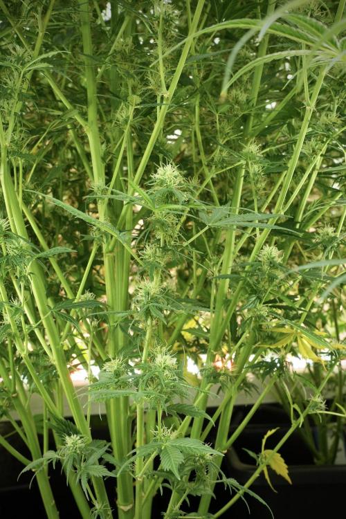 Cosmic Noodles a Zamnesia Dish. Week 11 - Cosmic Noodles No veg 12-12 from seed 