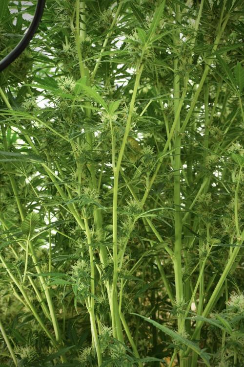 Cosmic Noodles a Zamnesia Dish. Week 11 - Cosmic Noodles No veg 12-12 from seed 